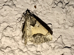 Frederickia hypaethrata