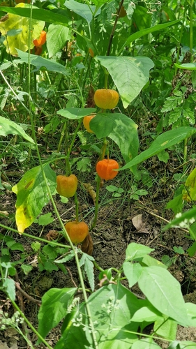 Japanese-lantern