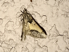 Frederickia hypaethrata