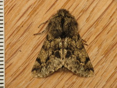 Apocheima hispidaria