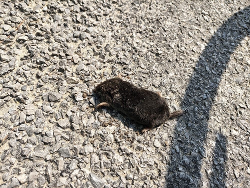 Hairy-tailed Mole observed by pcareless
