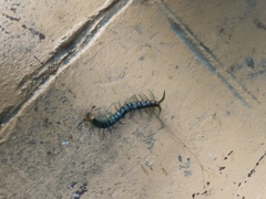 Scolopendra polymorpha
