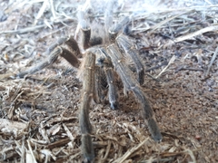 Harpactirinae