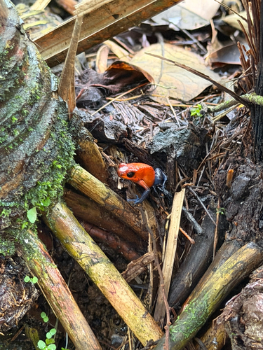 Strawberry Poison Dart Frog