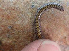 Hemiergis decresiensis