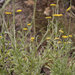 Helichrysum odoratissimum - Photo (c) Hamish Robertson, alguns direitos reservados (CC BY-NC), uploaded by Hamish Robertson