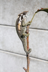 Bradypodion ventrale