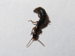 Lathrobium brunnipes