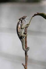 Bradypodion ventrale