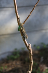 Bradypodion ventrale