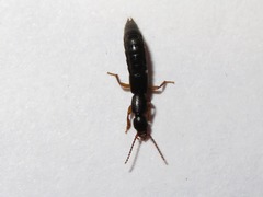 Lathrobium brunnipes