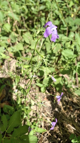 Spreading Bellflower