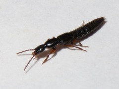 Lathrobium brunnipes