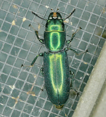Temnoscheila acuta
