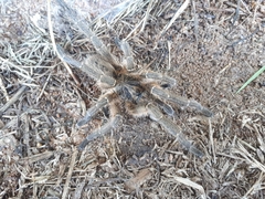Harpactirinae