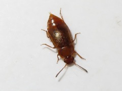 Anthobium unicolor