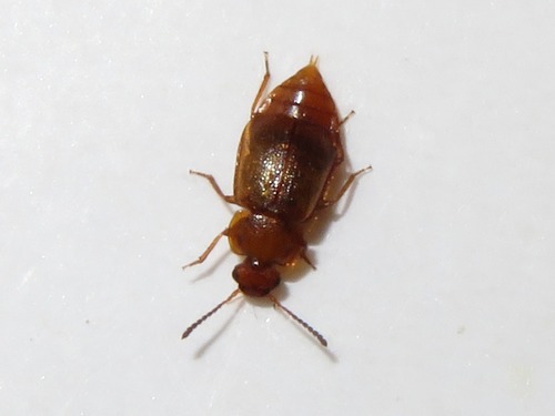 Anthobium unicolor, Leidschendam, Nederland, photo 9 of 10