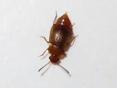 Anthobium unicolor