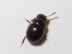 Agathidium nigrinum