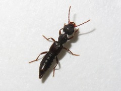 Rugilus rufipes