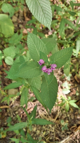 Hairy Hemp-nettle