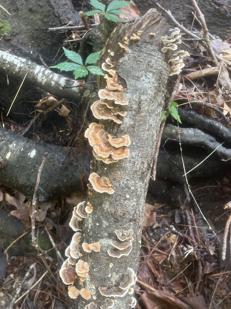turkey-tail · August 2026 · photo: Photo: (c) Elliot Greiner, some rights reserved (CC BY) · iNaturalist