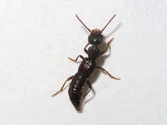 Rugilus rufipes
