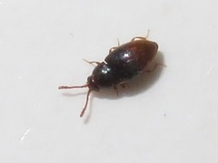 Atomaria nigrirostris