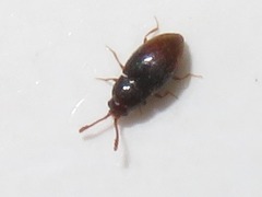 Atomaria nigrirostris