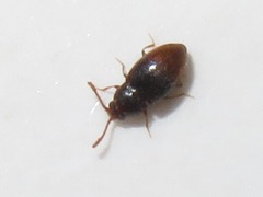 Atomaria nigrirostris