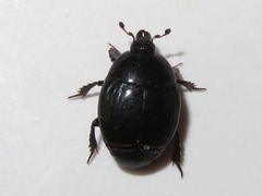 Margarinotus brunneus