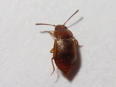 Anthobium unicolor