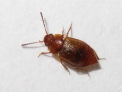 Anthobium unicolor