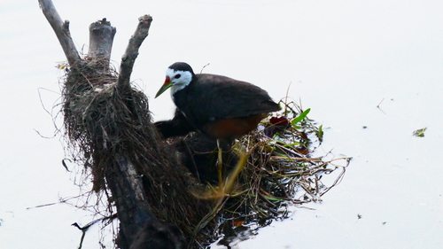White-breasted Waterhen