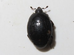 Margarinotus brunneus