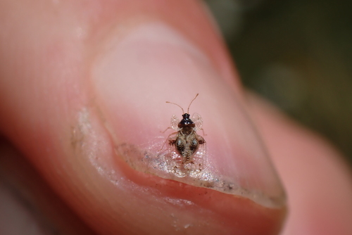 oak lace bug