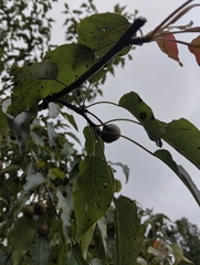 Pyrus pashia