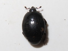 Margarinotus brunneus