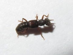 Rugilus rufipes