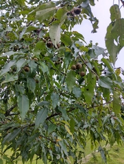 author not stated, no rights reserved Pyrus pashia, photograph author not stated, no rights reserved