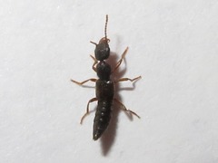 Rugilus rufipes