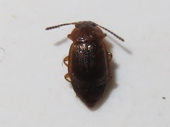Anthobium unicolor