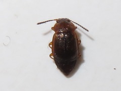 Anthobium unicolor