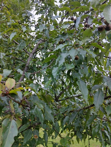 Pyrus pashia, photograph 3