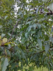 author not stated, no rights reserved Pyrus pashia, photograph author not stated, no rights reserved