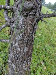 author not stated, no rights reserved Pyrus pashia, photograph author not stated, no rights reserved