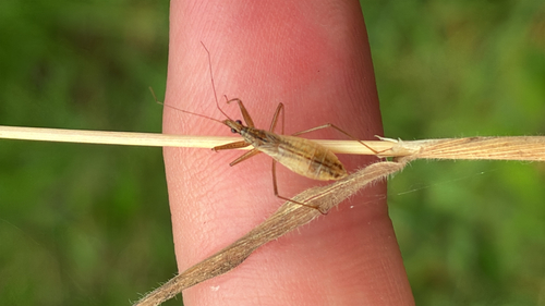 Marsh Damsel Bug