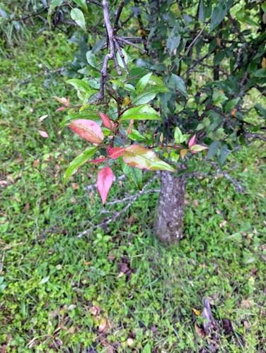 Pyrus pashia, photograph 5