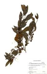 Pteleopsis myrtifolia