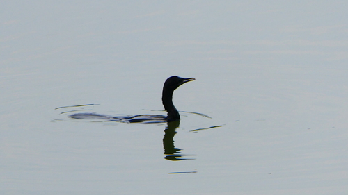Little Cormorant